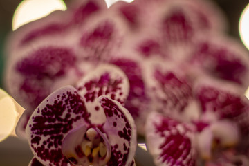 Beautiful purple and white flower