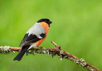 Close up of a male bullfinch perched on a mossy branch