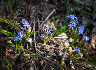 Blue snowdrops in the spring forest