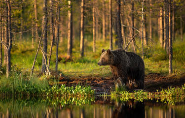 Male brown bear standing by a pond