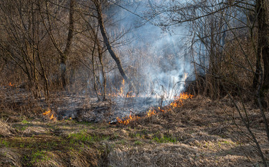 Wildfire, burning forest in the smoke and flames