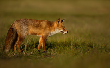 Close up of a young Red fox in the meadow