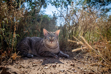 Blue-eyed cat laying in the grass.