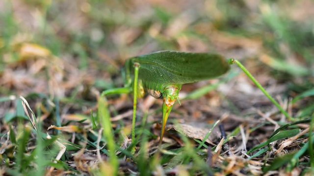 Big green locust female lays eggs