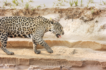 Jaguar walking on sandy coast along the river bank