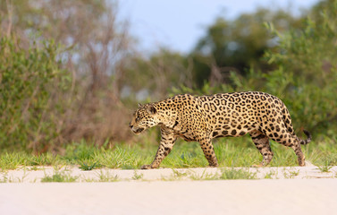 Jaguar walking on sandy coast along the river bank
