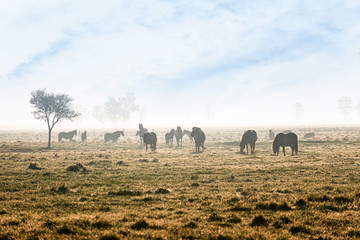 Czarnocin Reserve - a reserve of Polish semi wild  horses - Konik Polski  . © ryszard filipowicz