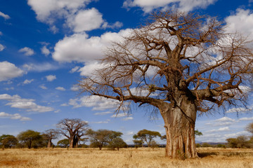 Fototapeta na wymiar Baobab Serengeti Tanzania safari tour Africa