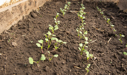 Shoots, seedlings, radishes. Own vegetable garden, organic farming.