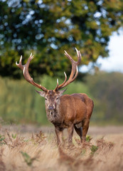Close-up of a red deer standing in grass in autumn