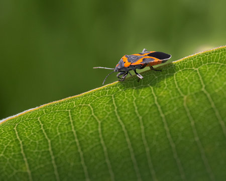Close up of Milkweed Bug walking on edge of leaf