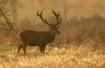 Close up of a Red deer in the morning light