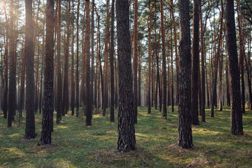 View of a dense forest in Brandenburg, Germany