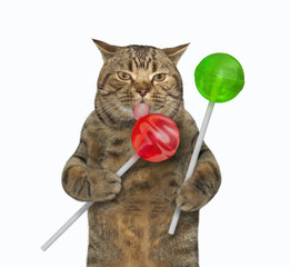 The beige cat is licking colored lollipops. White background. Isolated.