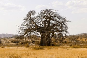 Baobab tree Serengeti Tanzania Africa