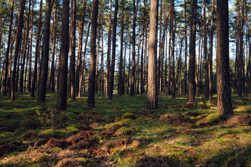 Ground moss in a dense forest in Brandenburg, Germany