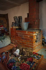 Russia. mountain Altai. A newborn calf is warming itself on a blanket near a heated stove in a...