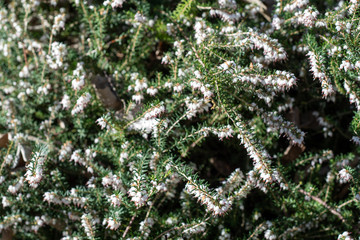 Blooming Erica × darleyensis Ada s collings