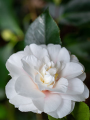 Obraz na płótnie Canvas Flower of white camellia japonica Shiro chan