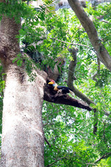 Naklejka na ściany i meble An hornbill on a tree at Tangkoko park