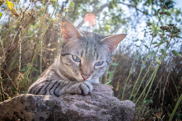 Blue-eyed cat laying in the grass.
