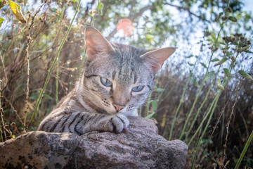 Fototapeta na wymiar Blue-eyed cat laying in the grass.