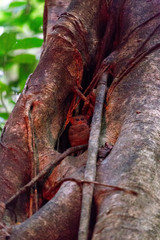 A tarsius monkey at Tangkoko park