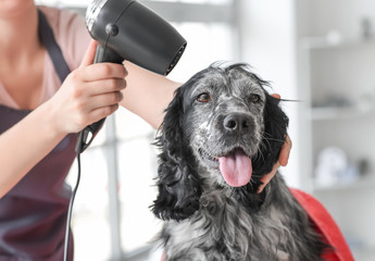 Female groomer drying dog's hair after washing in salon