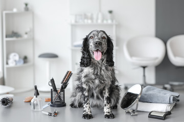 Cute dog in grooming salon