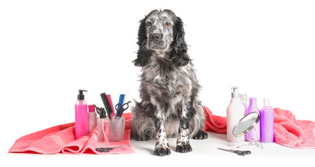 Cute dog with set for grooming on white background