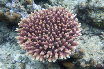 Naklejka na ściany i meble An acropora coral picture in Togian islands