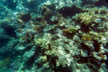 Fototapeta na wymiar View of the coral reef
