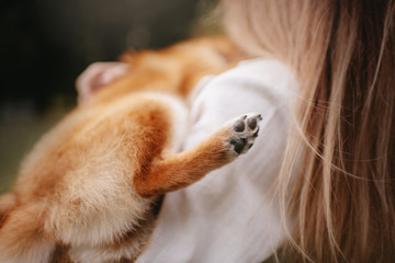 close up of a red shiba inu dog paw