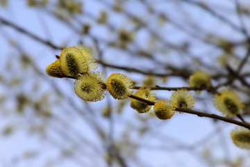Fluffy earrings with yellow pollen on willow branch. In early spring, the first yellow catkins.