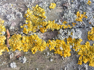 Background old, yellow mold on wood