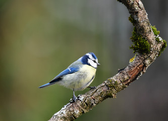 Blaumeise auf Ast