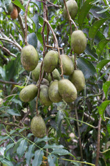 A photo of jujube tree with fruits