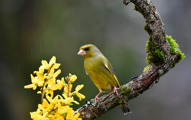 Männlicher Grünfink
