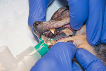 A lot of tartar/calculus dental in the dog on the corner teeth (concept veterinary stomatology)