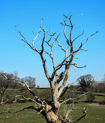 Dead Tree