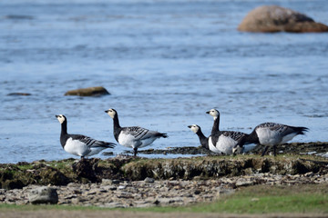 Weißwangengans oder Nonnengans (Branta leucopsis)	