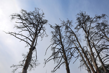 Old dead pines stretch to the sky in a dead forest with an arid climate.