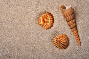 Seashells in the sand on the background of beach.