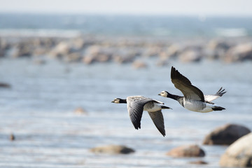 Weißwangengans oder Nonnengans (Branta leucopsis)	
