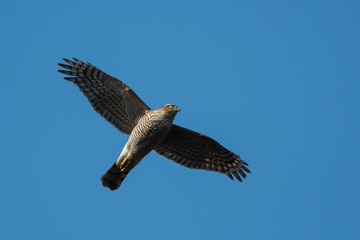 Female of Sparrowhawk in the fly. Her Latin name is Accipiter nisus.