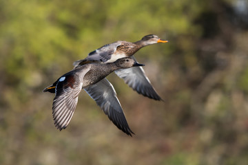 Pair of Gadwall in fly. Their Latin name are Mareca strepera.