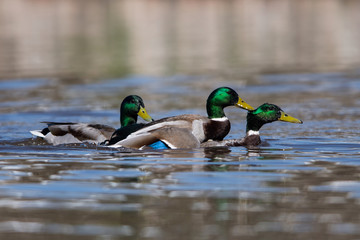 Copulating males of Mallard duck