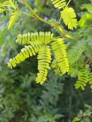 ferns in forest, green ferna, It is leafs of babul, kikar (vichellia nilotica) . This image captured in spring season.