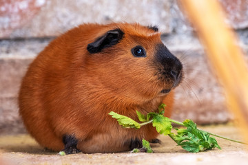 Meerschweinchen