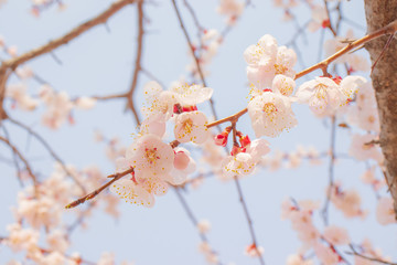 Blooming apricot flowers in springtime.